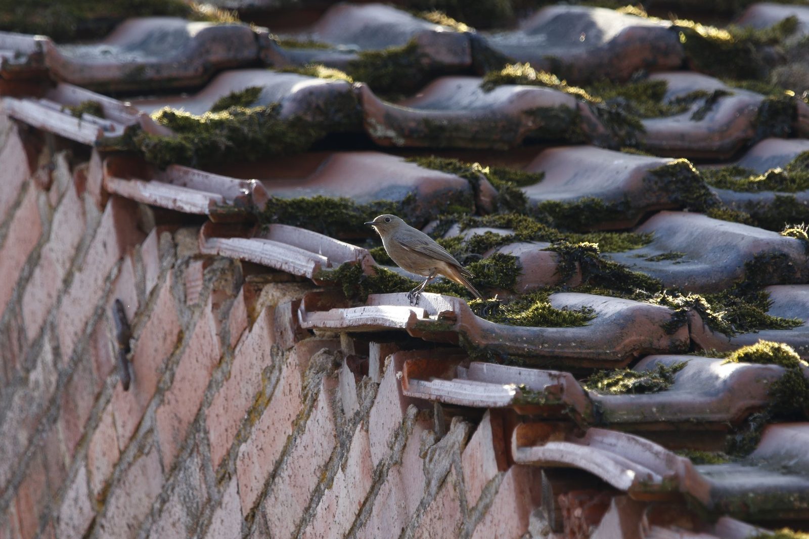 Moss-covered roof tiles being cleaned